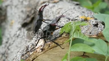 两只大鹿甲虫卢卡纳斯·塞巴斯沿着树爬行。 森林中罕见的甲虫